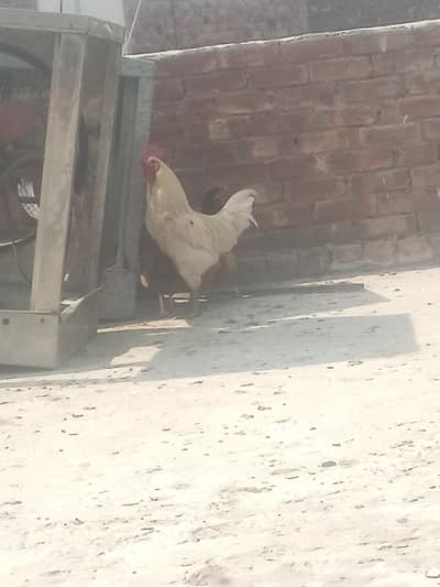 golden misri hen 16 female 1 male