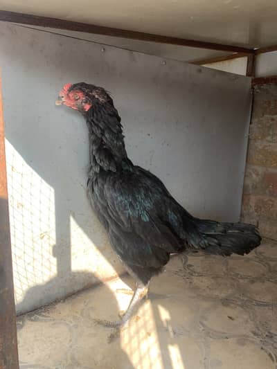 Aseel lakhi Madi|Aseel jawi Madi |oldbloodline |mushki female| cheeni