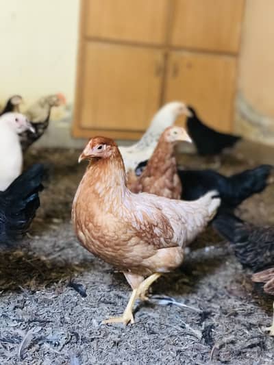 Golden Misri 3 Month Old