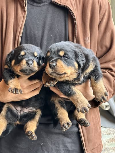 Healthy Rottweiler Puppies Available