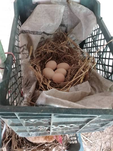 Fresh Golden Misri Hatching Eggs – Sialkot