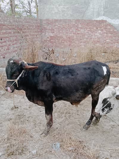 desi black bull for eid