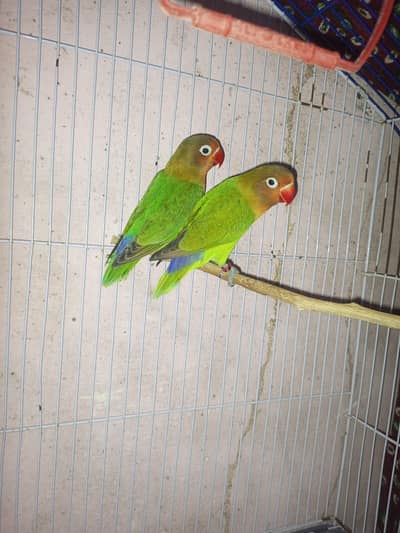 love birds red eyes Black eyes pairs for sale