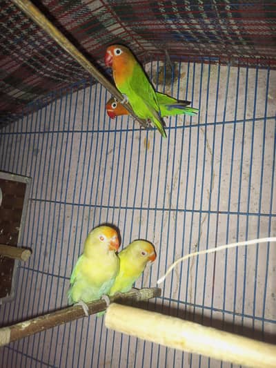 love birds red eyes Black eyes pairs for sale