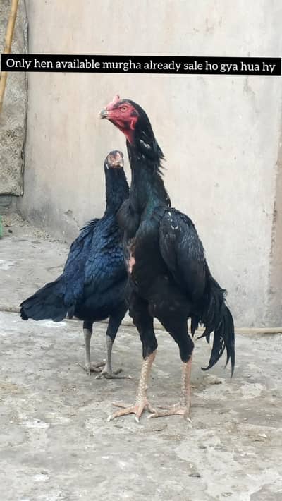 top quality pure black Japnese shamo