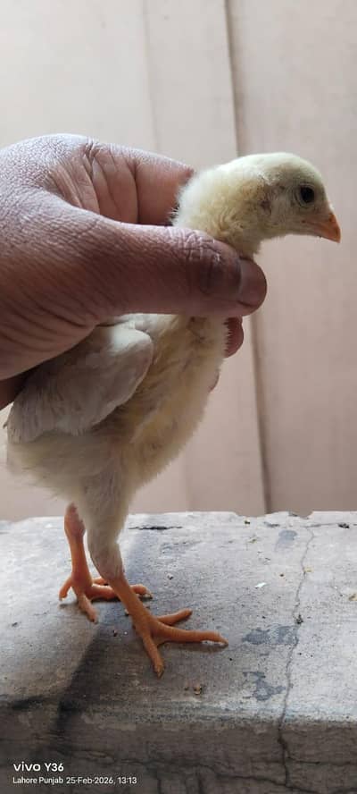 heera aseel chicks mianwali nasal