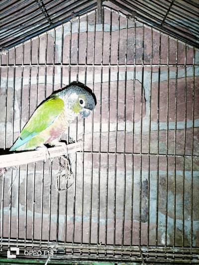 yellow sided conure male available nail tail flay ok