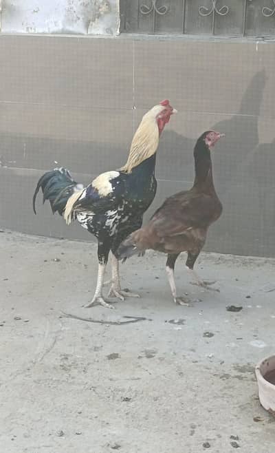 Aseel Breader pair For sale