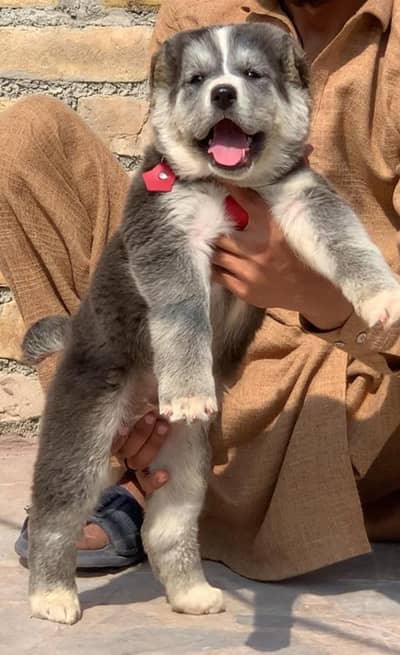 alabai | king alabai | alabai puppies | alabai male puppy for sale