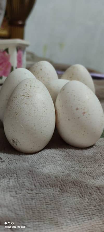 100"/" turkey fertile eggs  available