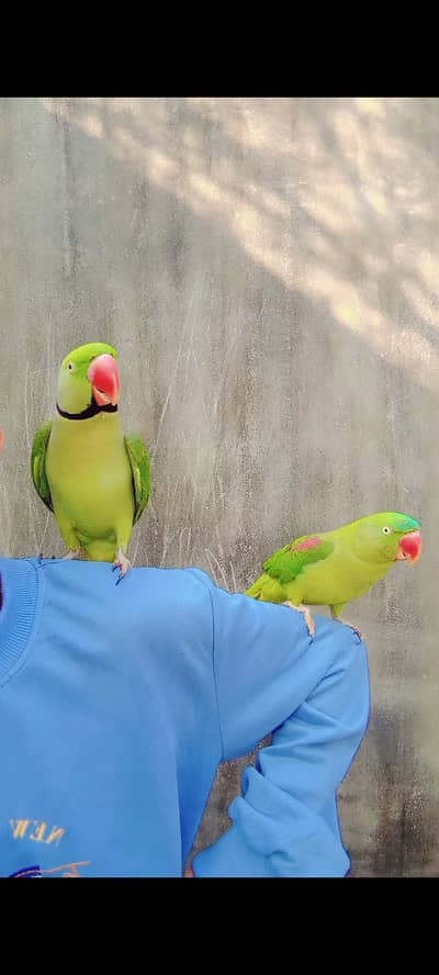 Parrot Pair for Sale with Cage