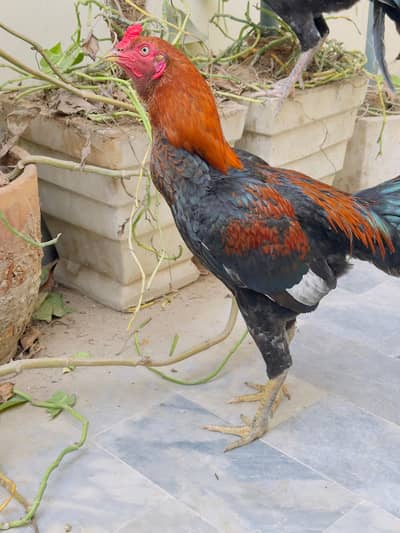 Pure Aseel Rooster - Breeder