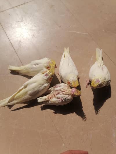 cocktail red eye babies