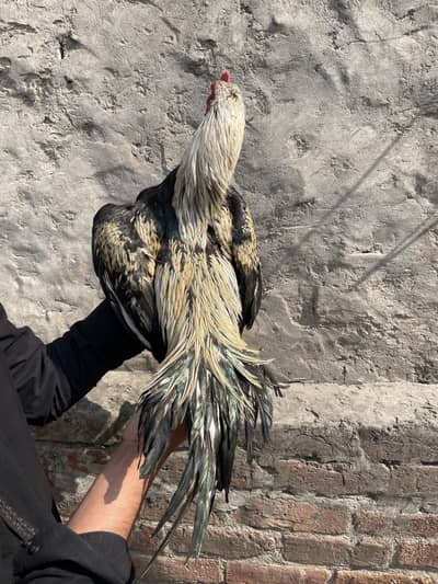 Mianwali 03490163612