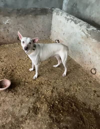 Gultair male for sale best for security