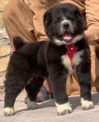 black alabai | king alabai | alabai | alabai for sale in pakistan