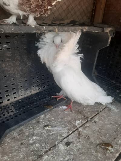 Rad femal bardar  Naqab puch bardar male