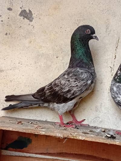 jora for sale Andy bacho ki garnti