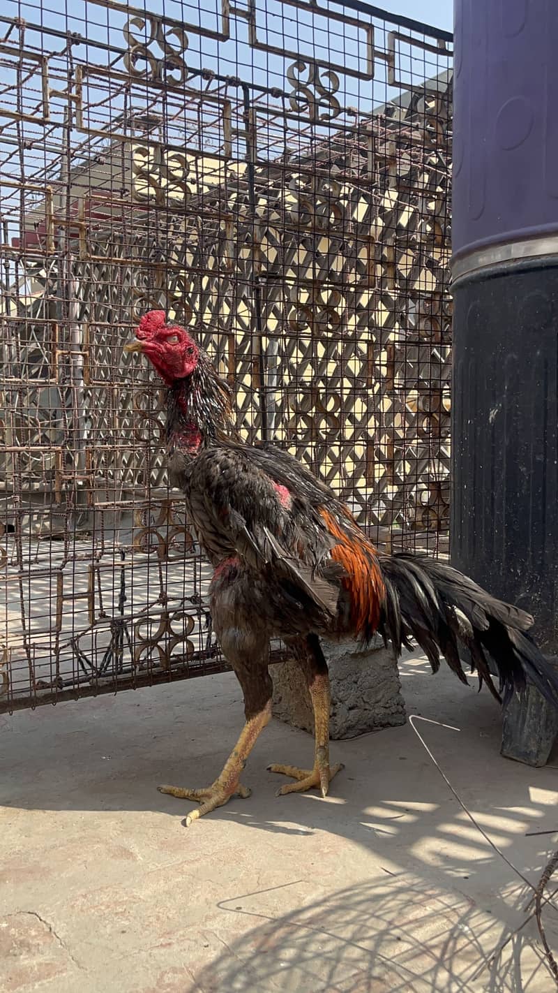 Turkish Hint Patha 0