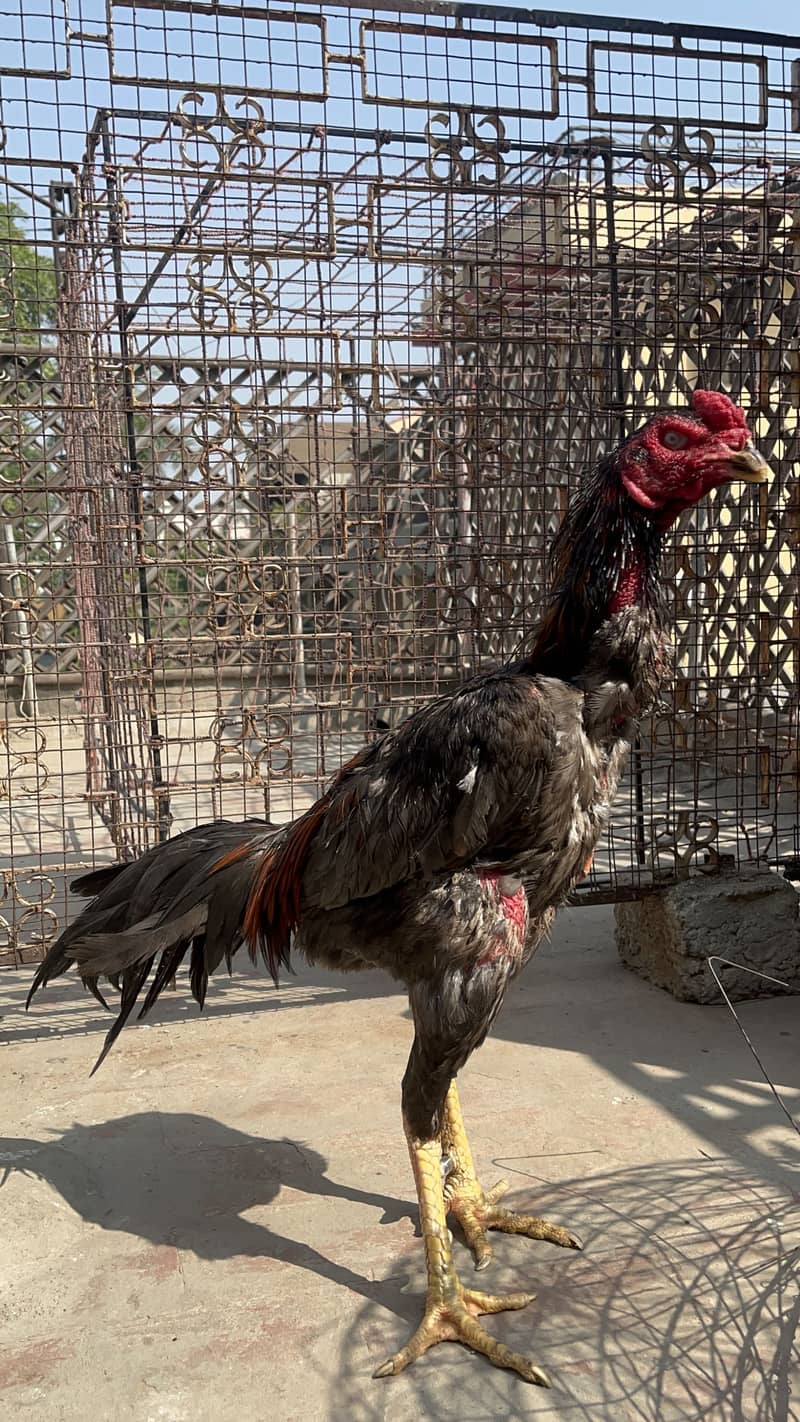 Turkish Hint Patha 5