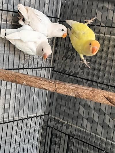 Lovebird pathy