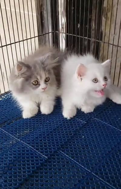 Persian Cats & Kittens for Sale may WhatsApp 03126762031