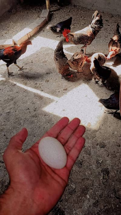Fresh Desi Eggs for Sale – Organic / Farm Eggs”