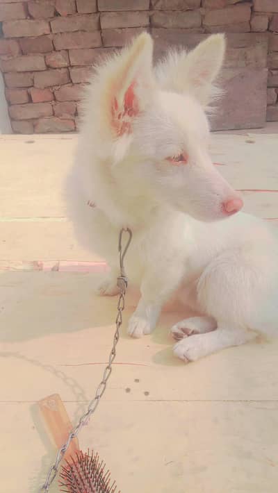 sirf roti khata ha khrcha itna nhe ha or boil goset khata ha