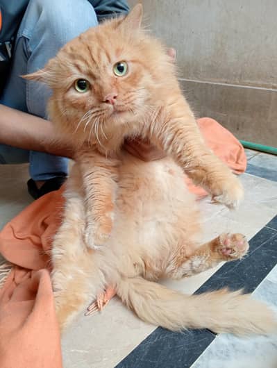 Persian mating male for sale