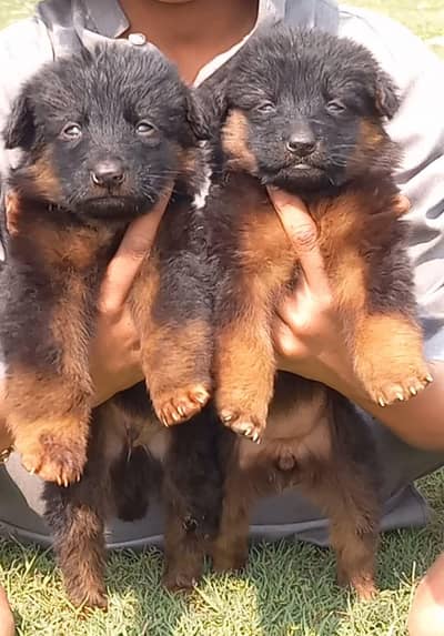 German Shepherd puppies for sale