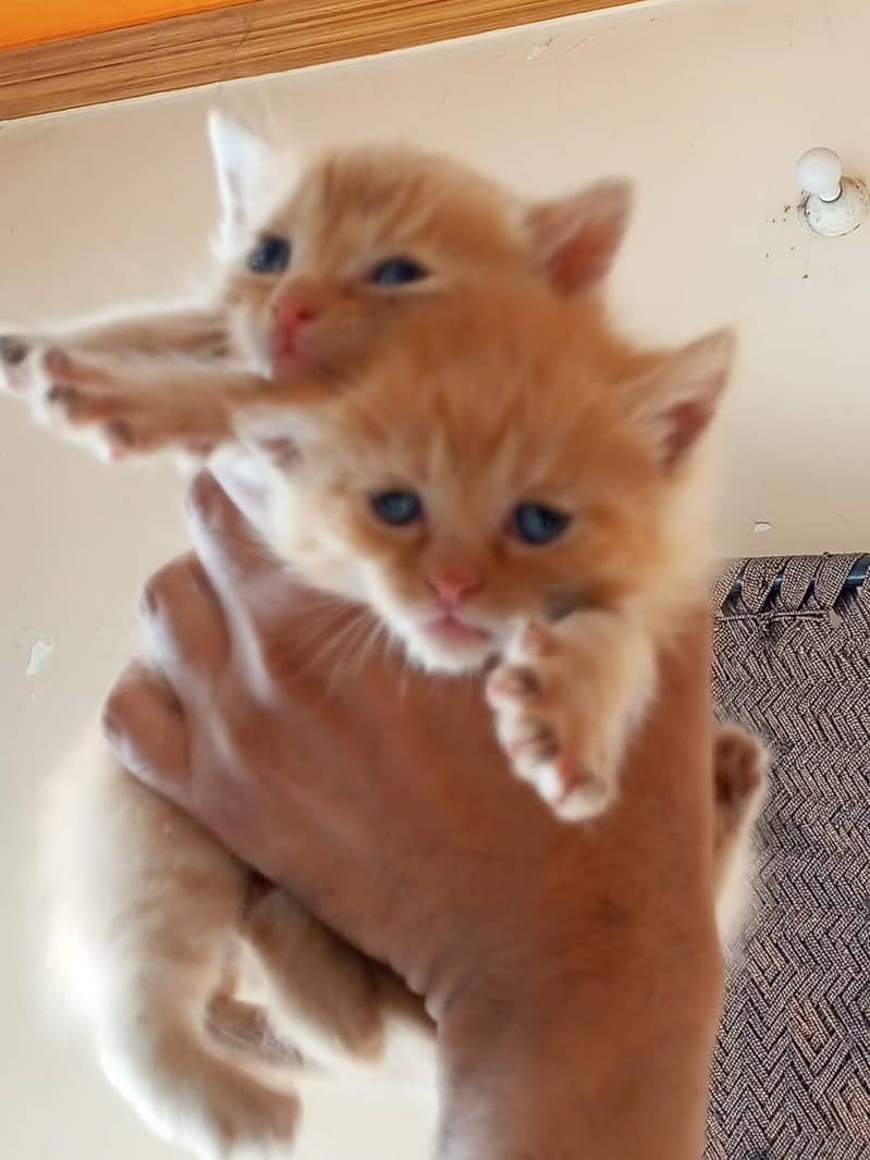 cat kittens 4