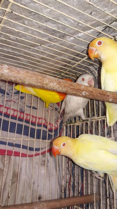 Creamino and Albino Pathe