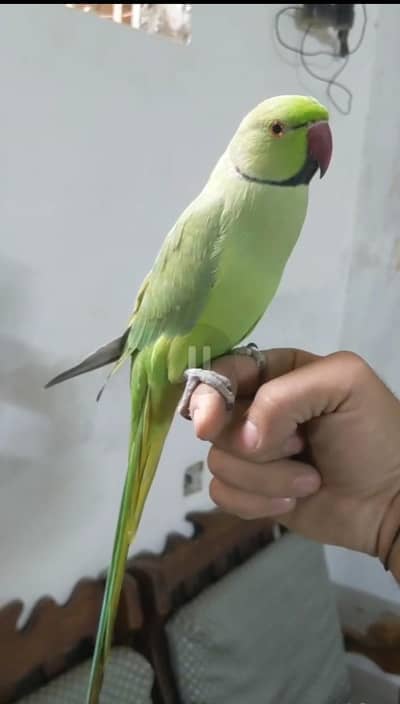 hand em parrot