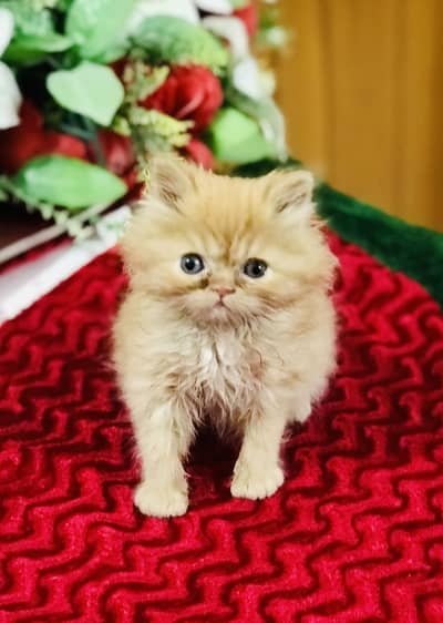 Persian kittens