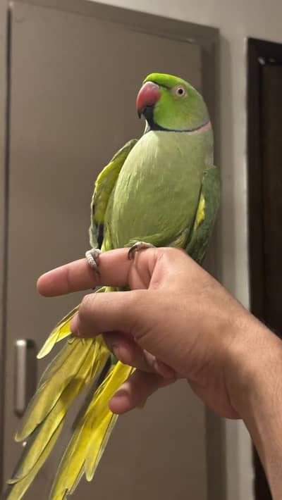 Beautiful friendly talking ringneck