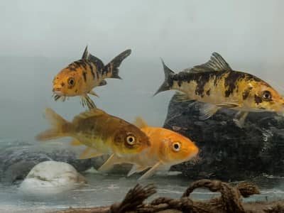 2 pair gold fish and Aquarium