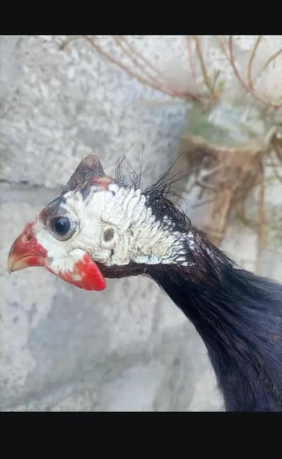 chakor/ murgi / chakor