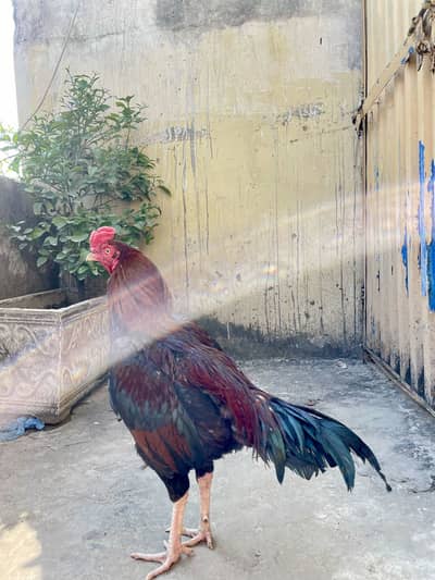 Aseel mianwali murgha