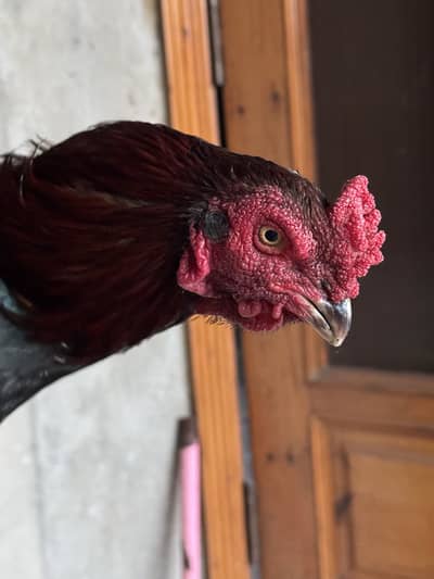 Mianwali aseel murga for sale