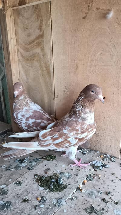 pegions for sale all over