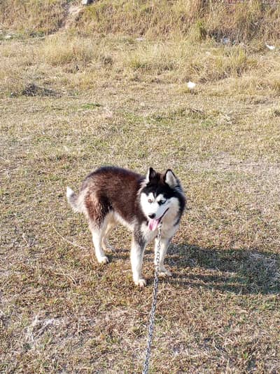 Husky for sale price will be negotiable(0/3/0/3/5/0/0/7/1/7/0)