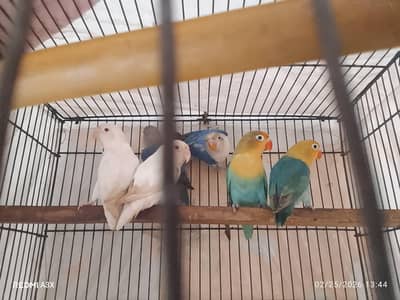 lovebirds parbule