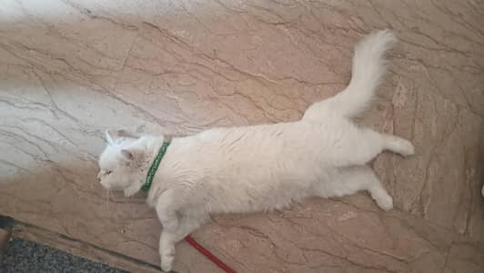 white Persian cat