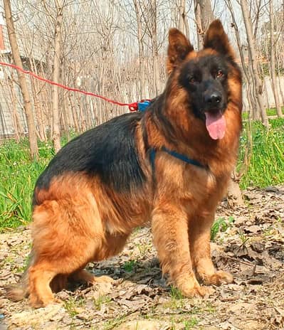 German Shepherd long coat male dog for sale