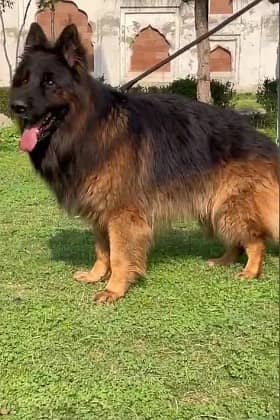 German Shepherd triple  coat male dog for sale