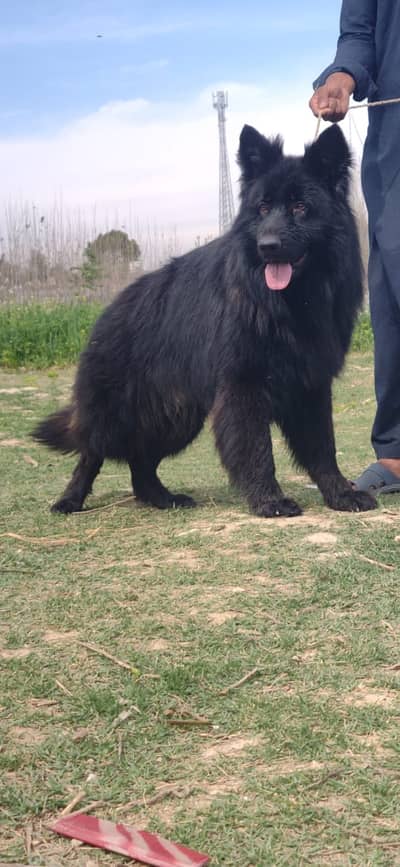 German Shepherd female for sale
