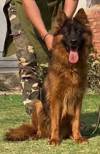 German Shepherd long coat female for sale