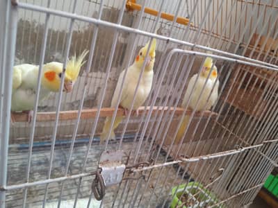 Cream/Gray/Pied cocktails chicks