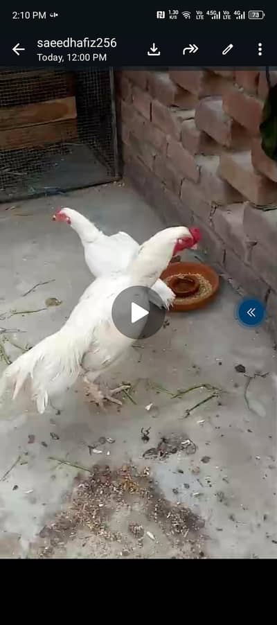 Heera breeder pair / Sindhi pair / mianwali lakha  breeder/ slati broo