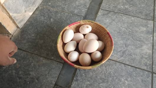 turkey bird egg for sale | turkey hen egg total peice 100